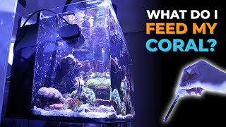 Nano Reef Tank Update | All My Fish & Corals & Coral Feeding | Blue Reef Tank