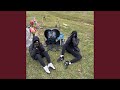 TOSS MY GUN Feat REESKII GUY
