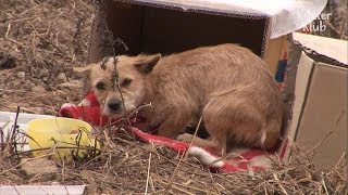 Stray Dog Can't Leave Her Puppy's Dead Body... | Kritter Klub