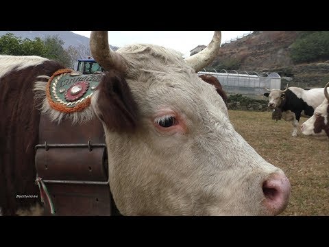 Desnalpà 2017 - Cows before transhumance