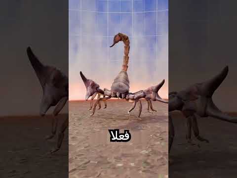 ليش العقرب يموت إذا حاصرته بالنار؟ 😨