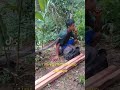 Orang Dipatok Ular Cobra