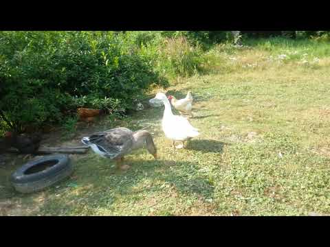 Moje kochane zwierzęta