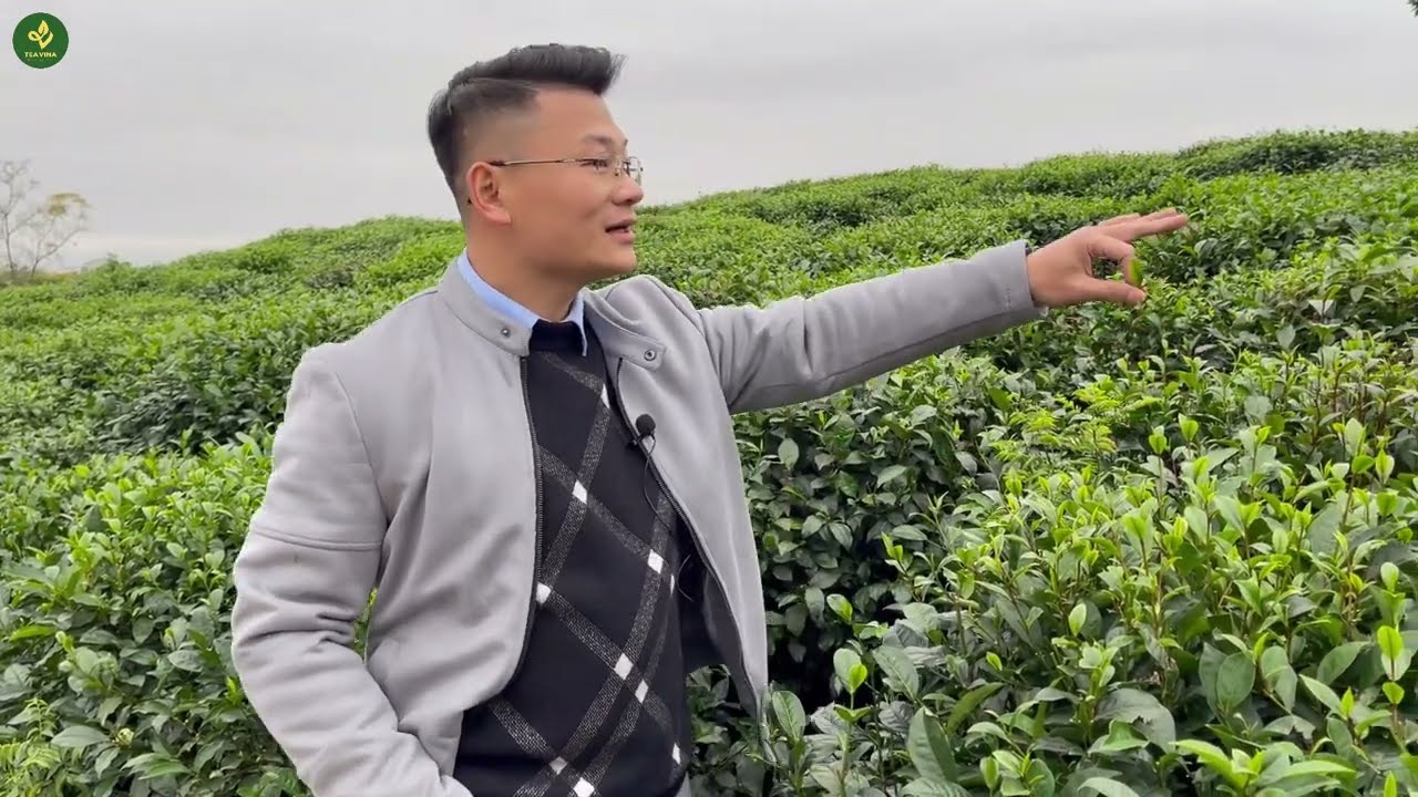 Trà Thái Nguyên Cổ & Trà Lai Khác Nhau Như Thế Nào?