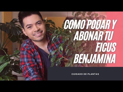 , title : 'Como podar y abonar a tu ficus benjamina'