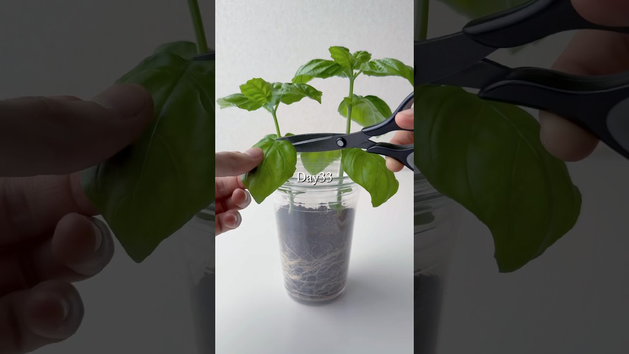 【DAISO】イタリアンバジルを育ててみた　1日目〜215日目