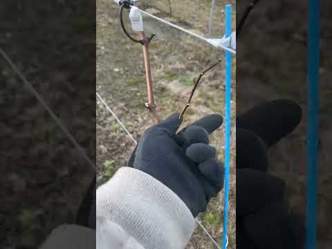 秋や冬にブドウの剪定を行う時期はいつですか?このワイン事業の利点は何ですか?  庭園