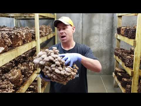 Fundamentals of Mushroom Cultivation- Harvesting Shiitakes
