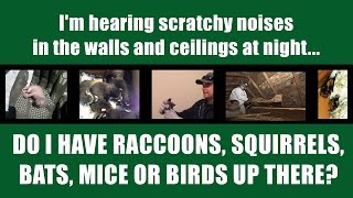 Wildlife Sounds in Walls and Attic - What Kind of Wildlife Do I Have Up There?