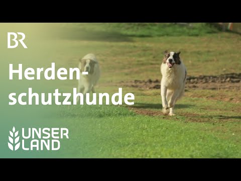 Herdenschutzhunde | Unser Land | BR Fernsehen