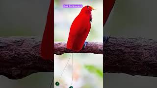 Download lagu cantik sekali burung cendrawasih raja #birds #burung #cendrawasih #animals #birdsong #birdsounds mp3 Download lagu cantik sekali burung cendrawasih raja #birds #burung #cendrawasih #animals #birdsong #birdsounds mp3