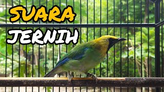 Download lagu 🔴SUARA PIKAT BURUNG CUCAK RANTING SANGAT COCOK UNTUK PEMIKAT mp3 Download lagu 🔴SUARA PIKAT BURUNG CUCAK RANTING SANGAT COCOK UNTUK PEMIKAT mp3