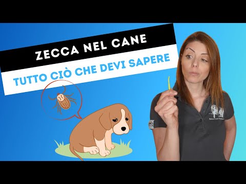 , title : 'Zecca nel cane: cosa sono, quali sono i rischi e come evitarle'