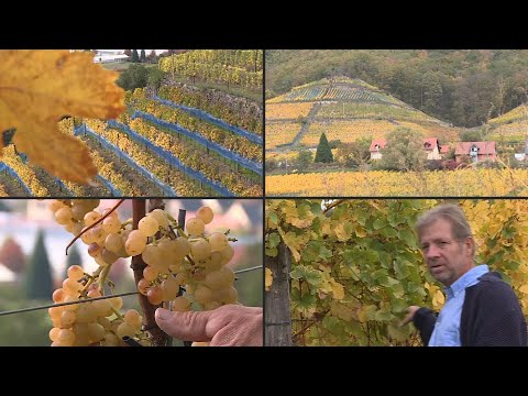 Sachsen-Wein als Exportschlager - 30 Jahre nach dem Mauerfall | AFP