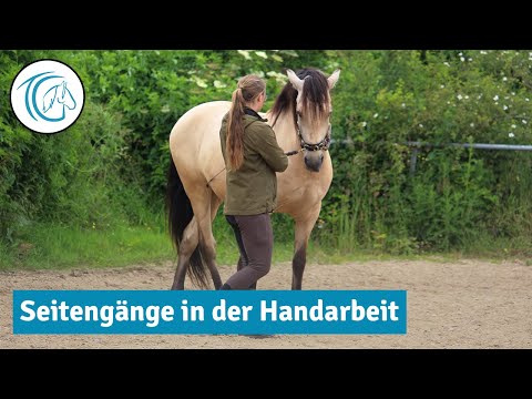 Seitengänge an der Hand erarbeiten - Seitwärts-Hilfen in der Handarbeit verstehen