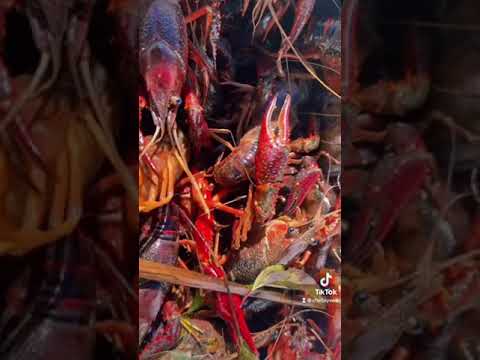 LOUISIANA MUDBUGS🦞