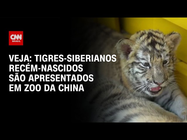 Tigres-siberianos recém-nascidos são apresentados em zoo da China; veja imagens | CNN BRASIL