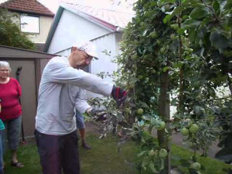 Impressionen aus dem Obstbaumschnittkurs in Wietze