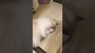 年越しカウントダウン時に飼い主がしてたことwww
