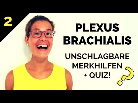 Plexus brachialis lernen: So merkst du ihn dir! - Eselsbrücken, Gedächtnispalast & Quiz (2/2)