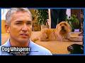 Dangerous Sheepdog Mix Requires URGENT Help Full Episode Dog Whisperer With Cesar Millan