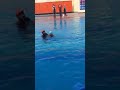 My Students Practising Smart Diving And After Forward Freestyle Workouts I Was Teaching That Time