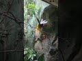 Lesser Bird of Paradise Happy Dance 