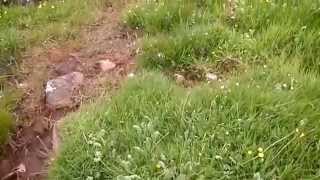 The Portencross Machair, Ayrshire, Scotland