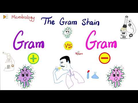 The Gram Stain (Gram-Positive vs Gram-Negative) and Bacterial Structure | Microbiology 🧫
