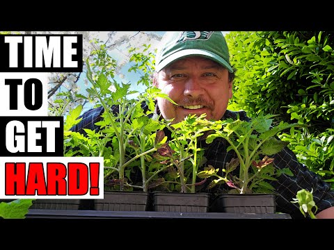Solutions To Blossom End Rot In Tomatoes etc