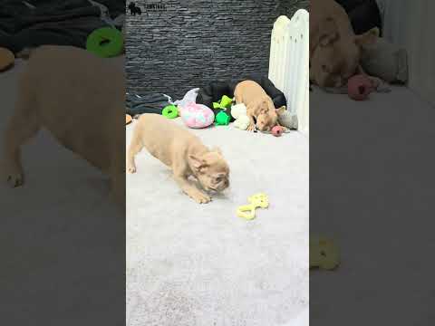 Video 4