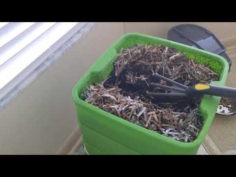 Hot Frog Living Composter Day 132 - Checking on Flies Situation - Vermicomposting