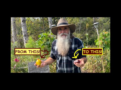 GROW QUINCE - NEVER BUY PECTIN AGAIN! + HOW To Make DELICIOUS QUINCE PASTE - 2 Ingredients!