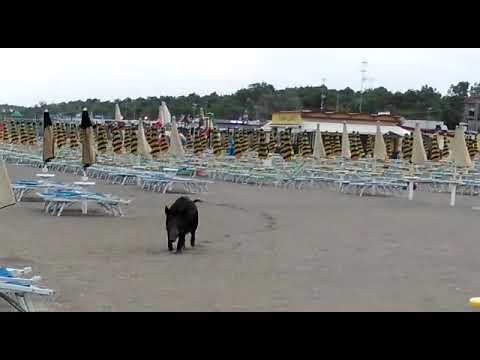 CINGHIALE IN SPIAGGIA 😁😧😱