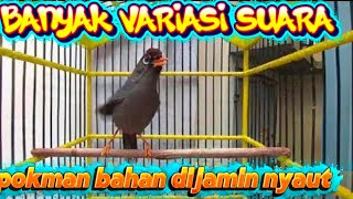 Download lagu pancingan poksay MANDARIN paling efektif cepat bikin pokman bisu nyaut  mp3