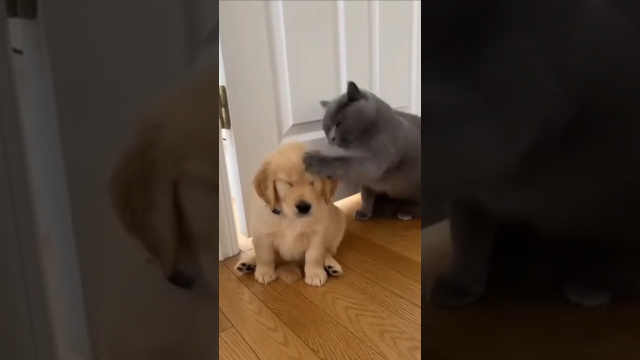 British Shorthair Slaps Golden Retriever Puppy… Until Mom Shows Up 😂🐱🐶
