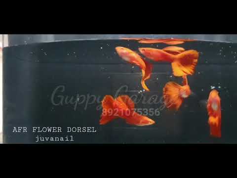 full red flowers dorcel