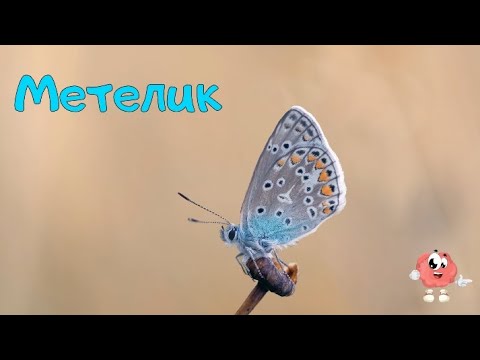 Комахи для дітей - розвиваючі відео українською мовою. Назви, фото + відео.