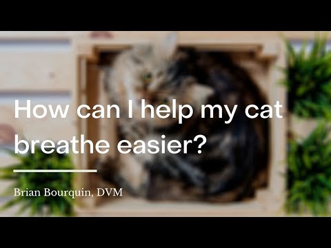 How can I help my cat breathe easier? | wikiHow Asks a Veterinarian