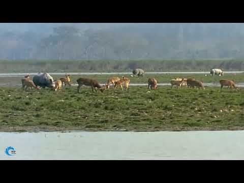 Best Lion attacks with perfect cooperation 2020