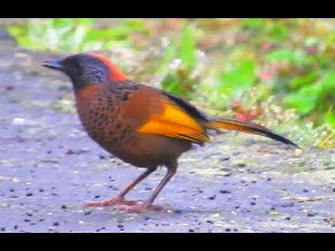 Timáliovec čiapočkatý (Trochalopteron erythrocephalum) — video o speve a chove