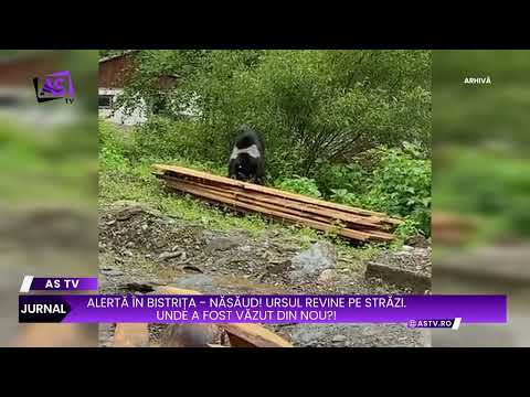 Alert in Bistrița! The bear continues to appear on the streets of Bistrița. Where was it seen aga...