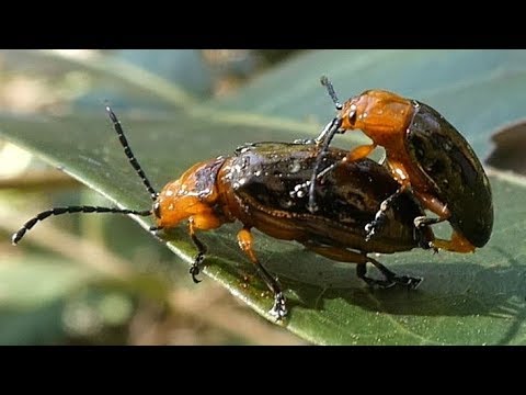 download lagu mp3 mp4 Pittosporum Leaf Beetle, download lagu Pittosporum Leaf Beetle gratis, unduh video klip Pittosporum Leaf Beetle