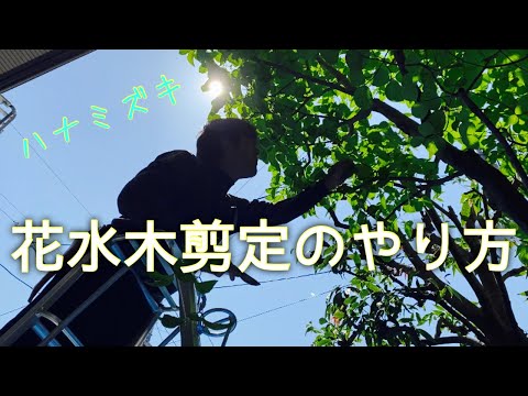 ハナミズキを正しく剪定する 植物