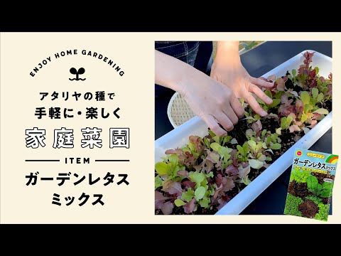 子羊のレタス 植物