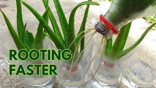 How to Make Aloe vera Cuttings Root Faster in Water