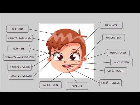 The human body in English (22)