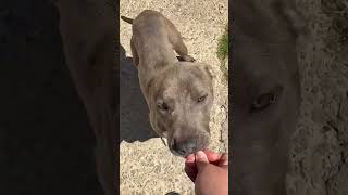 Video preview image #1 Mutt Puppy For Sale in Woodbury, NY, USA