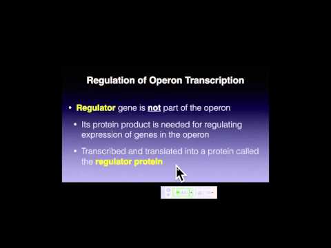 Genetics A Conceptual Approach: Chapter 16 and Chapter 17 pt 1