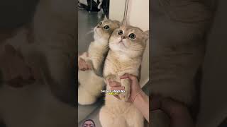 Download lagu merengut #cat #petlover #funnycats  #kucing mp3